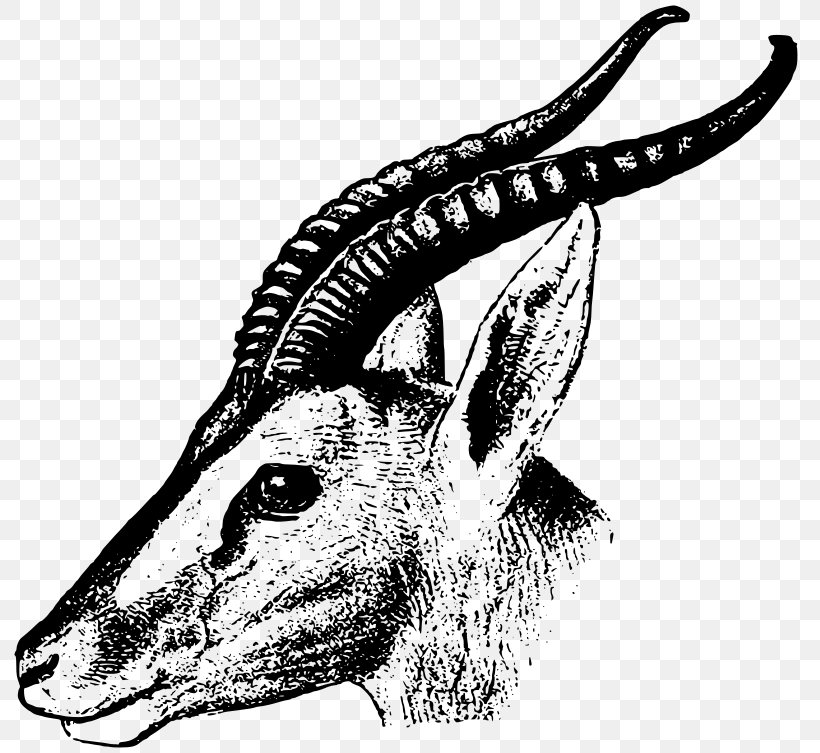 Soemmerring's Gazelle Impala Clip Art, PNG, 800x753px, Gazelle, Black And White, Carnivoran, Dama Gazelle, Drawing Download Free