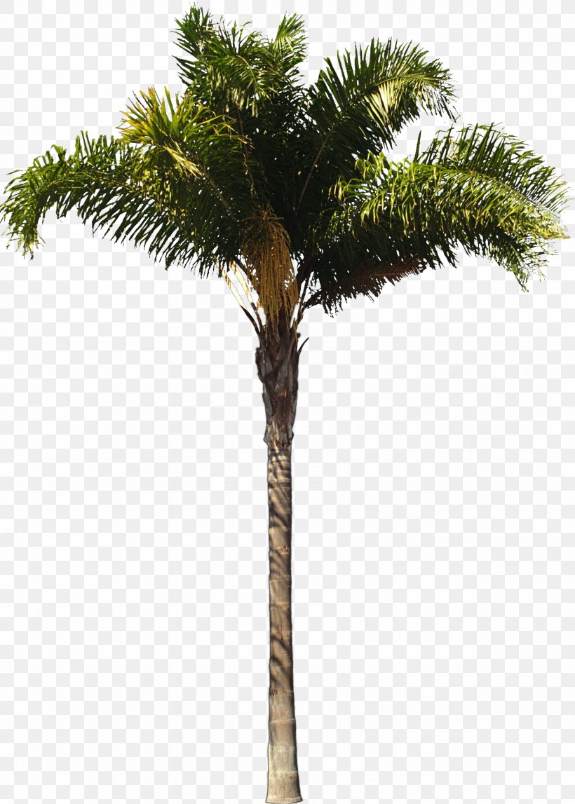 Arecaceae Queen Palm Architect Woody Plant Tree, PNG, 1772x2480px, Arecaceae, Architect, Architecture, Areca Nut, Arecales Download Free