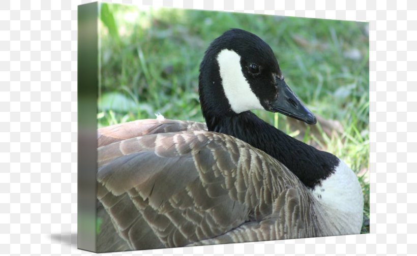 Duck Goose Water Bird Cygnini, PNG, 650x504px, Duck, Anatidae, Beak, Bird, Closeup Download Free
