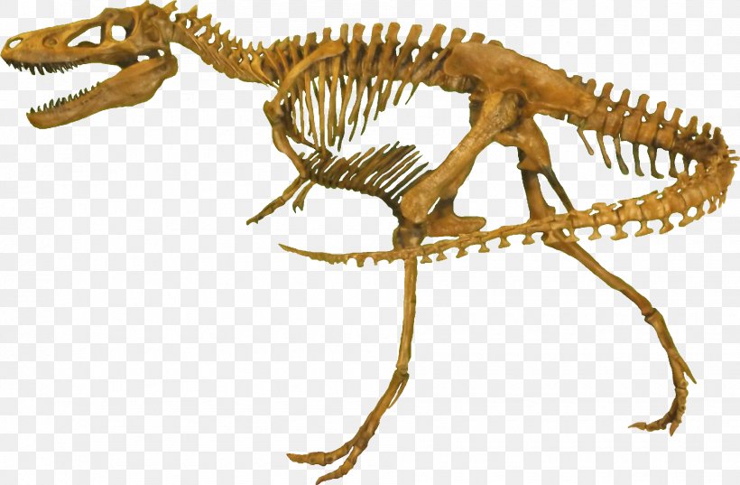 Rocky Mountain Dinosaur Resource Center Nanotyrannus Tyrannosaurus Gorgosaurus Daspletosaurus, PNG, 1890x1240px, Nanotyrannus, Carnivoran, Daspletosaurus, Dinosaur, Extinction Download Free