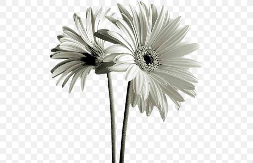 Saint Happiness Heart Kiss Beat, PNG, 500x530px, Saint, Beat, Black And White, Cut Flowers, Daisy Download Free