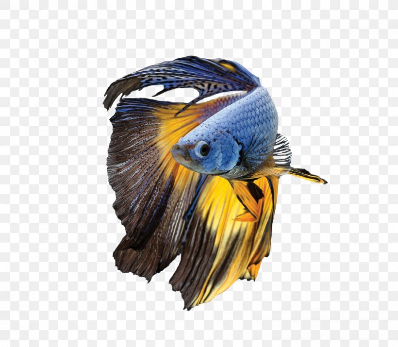 Siamese Fighting Fish Parrot Bird Blue-and-yellow Macaw, PNG, 1467x1280px, Siamese Fighting Fish, Animal, Beak, Betta, Bird Download Free