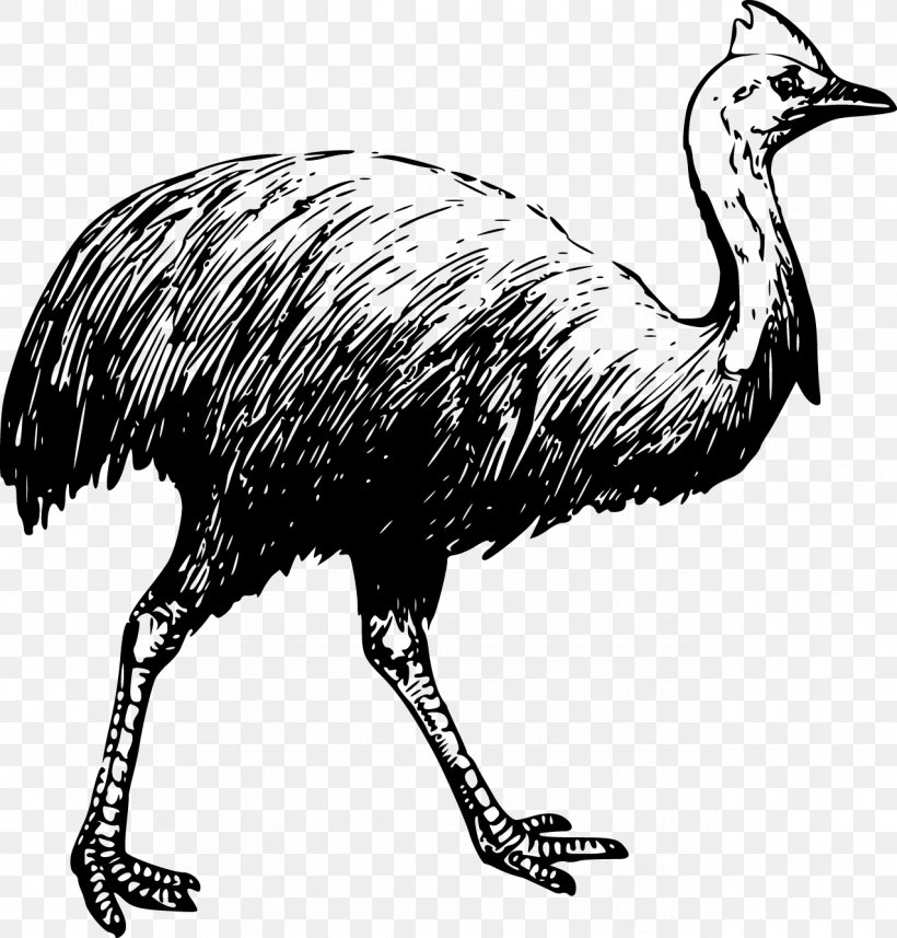 Bird Southern Cassowary Common Ostrich Drawing, PNG, 1275x1333px, Bird, Beak, Black And White, Cassowary, Coloring Book Download Free