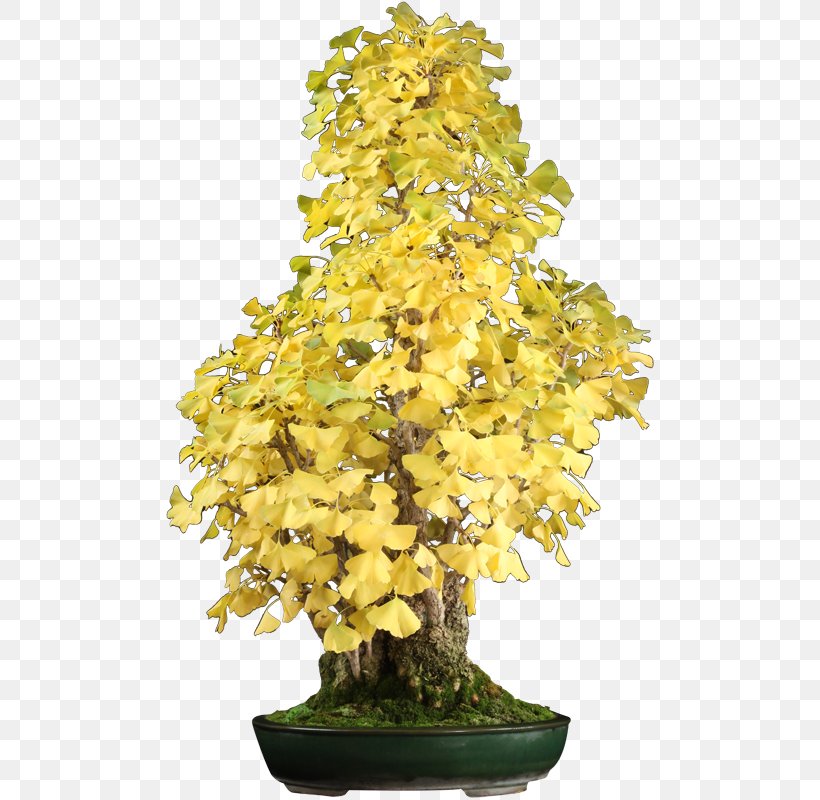 Chinese Sweet Plum Maidenhair Tree Sageretia, PNG, 800x800px, Chinese Sweet Plum, Bonsai, Houseplant, Maidenhair Tree, Plant Download Free