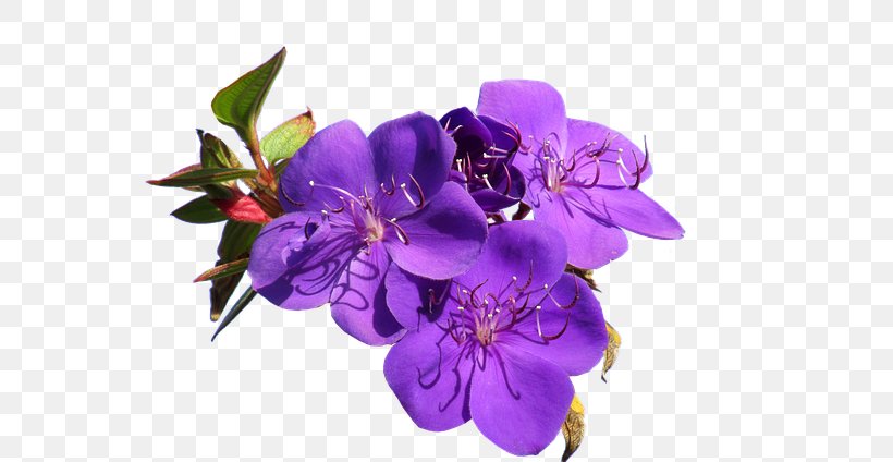Cut Flowers Stock Photography Violet, PNG, 640x424px, Flower, Alamy, Cut Flowers, Fassung, Flowering Plant Download Free