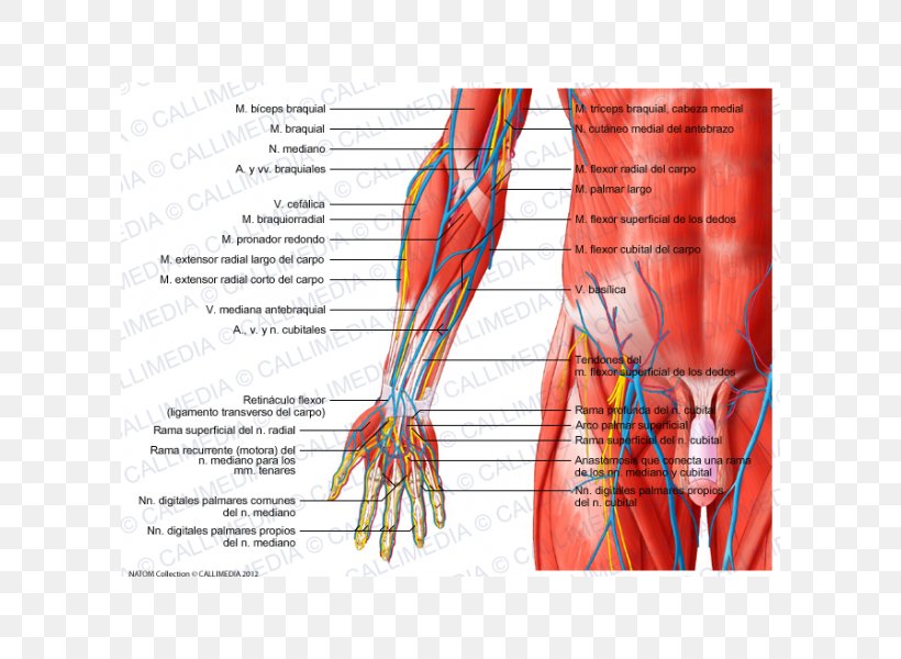 Anterior Compartment Of The Forearm Extensor Digitorum Muscle Hand, PNG, 600x600px, Watercolor, Cartoon, Flower, Frame, Heart Download Free