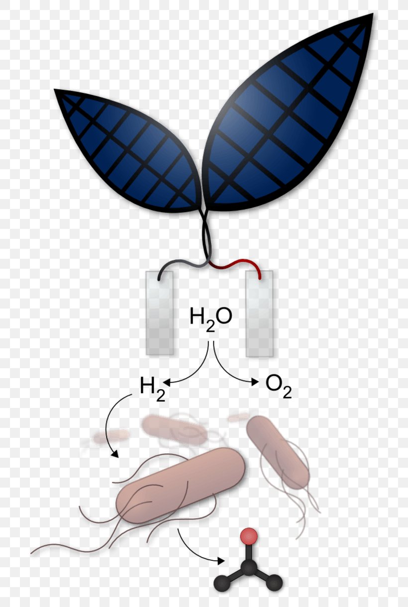 Artificial Photosynthesis Energy Leaf Sunlight, PNG, 754x1220px, Artificial Photosynthesis, Bionics, Electricity, Energy, Fuel Download Free