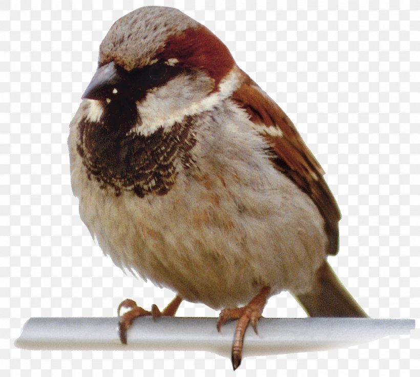Bird Homing Pigeon Sparrow U4e16u754cu9ce5u985e Animal, PNG, 1404x1259px, Bird, Animal, Beak, Common Hill Myna, Common Myna Download Free