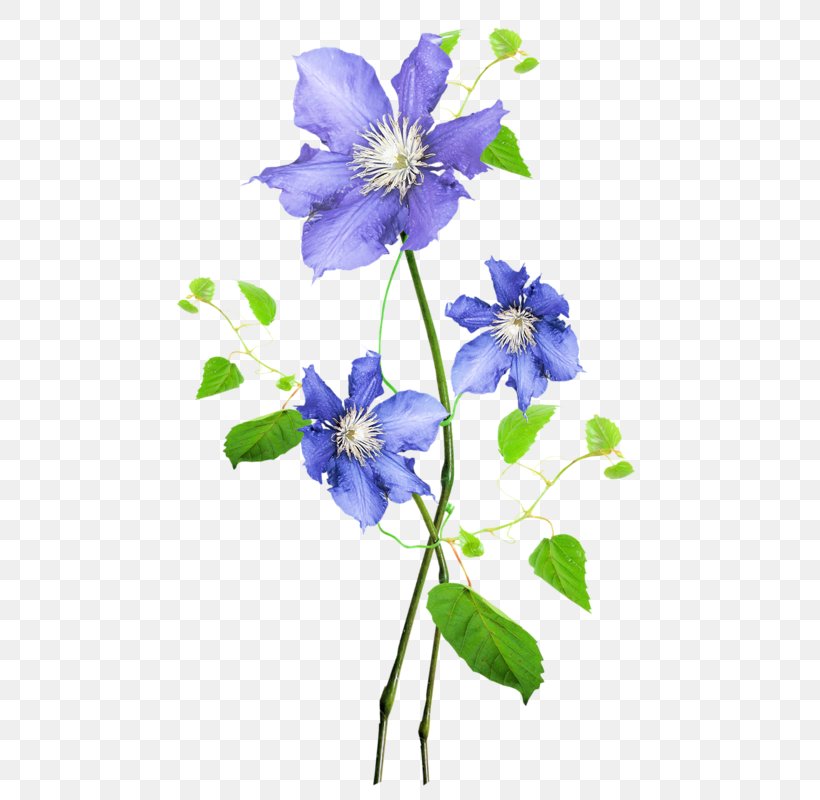 Flower Floral Design Watercolor Painting Botanical Illustration, PNG, 519x800px, Flower, Art, Bellflower Family, Blue, Botanical Illustration Download Free