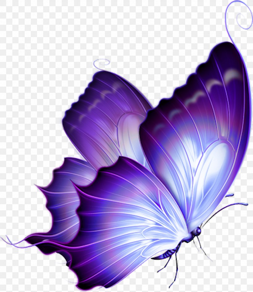 Clip Art Image Desktop Wallpaper Monarch Butterfly, PNG, 1024x1179px, Monarch Butterfly, Butterflies, Butterfly, Feather, Glasswing Butterfly Download Free