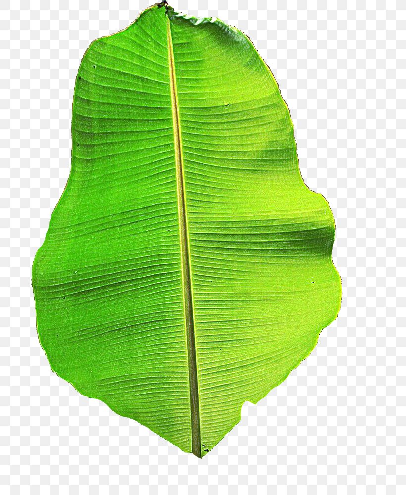 Banana Leaf, PNG, 740x1000px, Leaf, Banana Leaf, Flower, Green, Plant Download Free