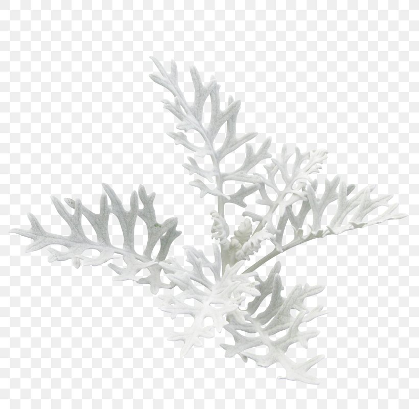 Christmas Day Clip Art Image Flower, PNG, 800x800px, Christmas Day, Black And White, Branch, Christmas Plants, Christmas Tree Download Free