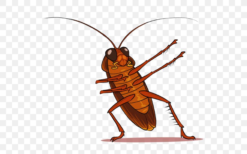 Cockroach Insect Clip Art, PNG, 567x513px, Cockroach, Arthropod, Insect, Invertebrate, Membrane Winged Insect Download Free