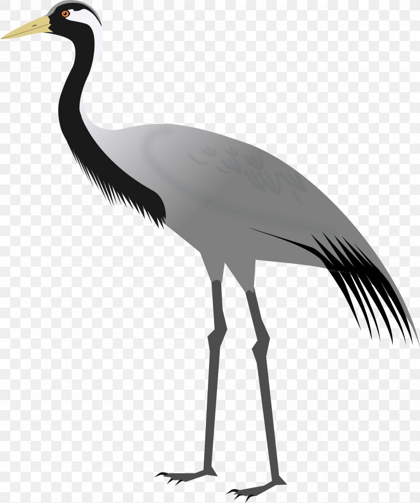 Demoiselle Crane Bird, PNG, 2000x2394px, Crane, Autocad Dxf, Beak, Bird, Black And White Download Free