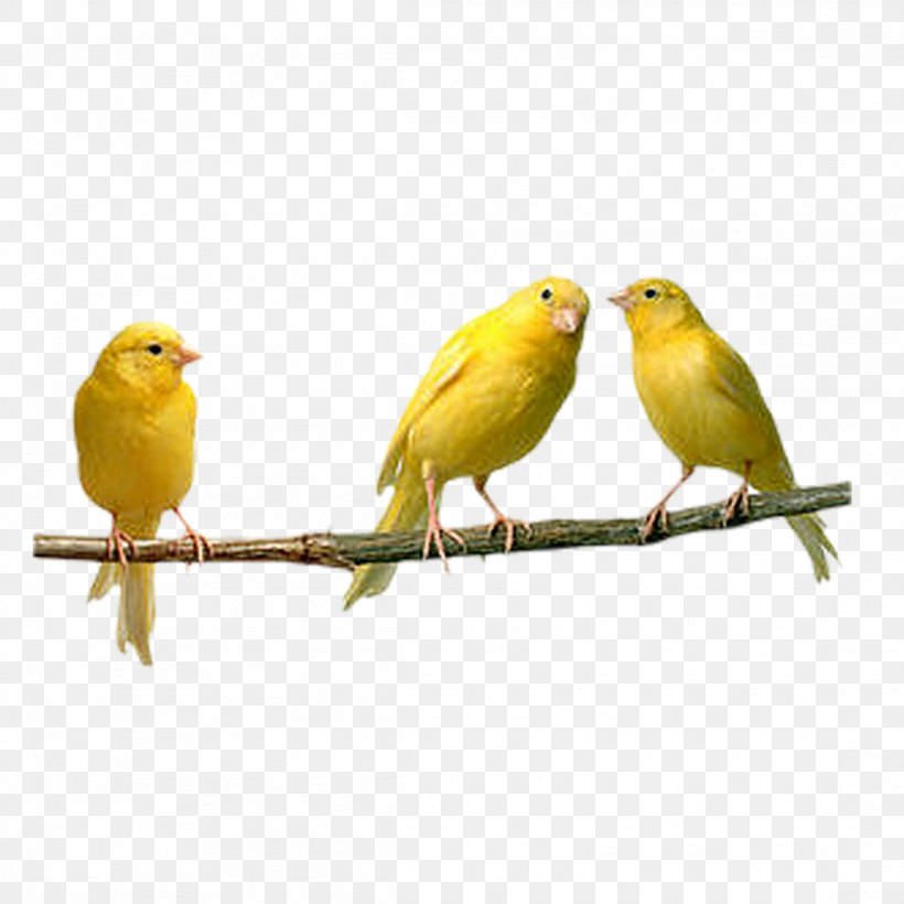 Domestic Canary Bird Finches Budgerigar Yellow Canary, PNG, 2289x2289px, Domestic Canary, Adaptation, Atlantic Canary, Beak, Bird Download Free