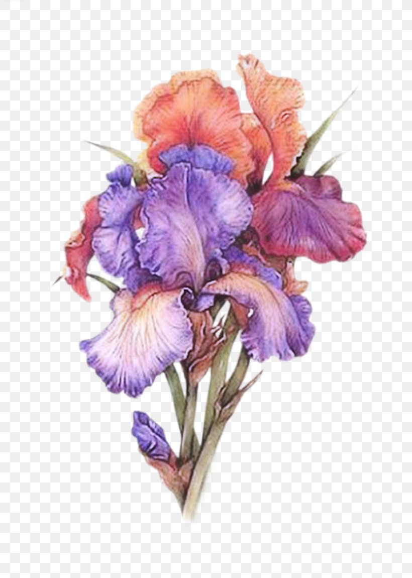 Irises Watercolor Painting Watercolour Flowers Art, PNG, 800x1150px, Irises, Abstract Art, Art, Cut Flowers, Decoupage Download Free