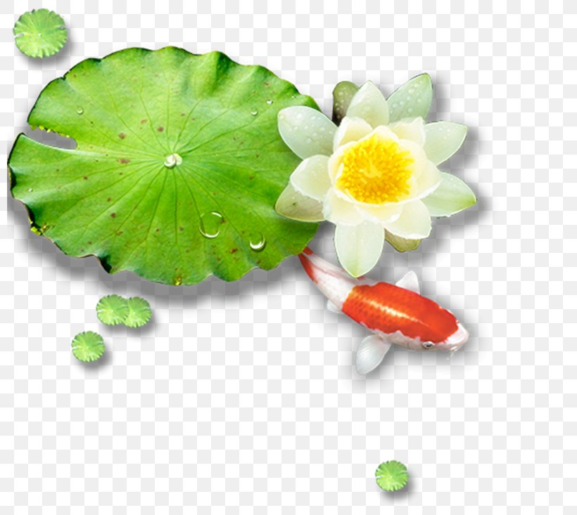 Lotus Pond Leaf Nelumbo Nucifera, PNG, 800x733px, Lotus Pond, Aquatic Plant, Computer Software, Flower, Leaf Download Free