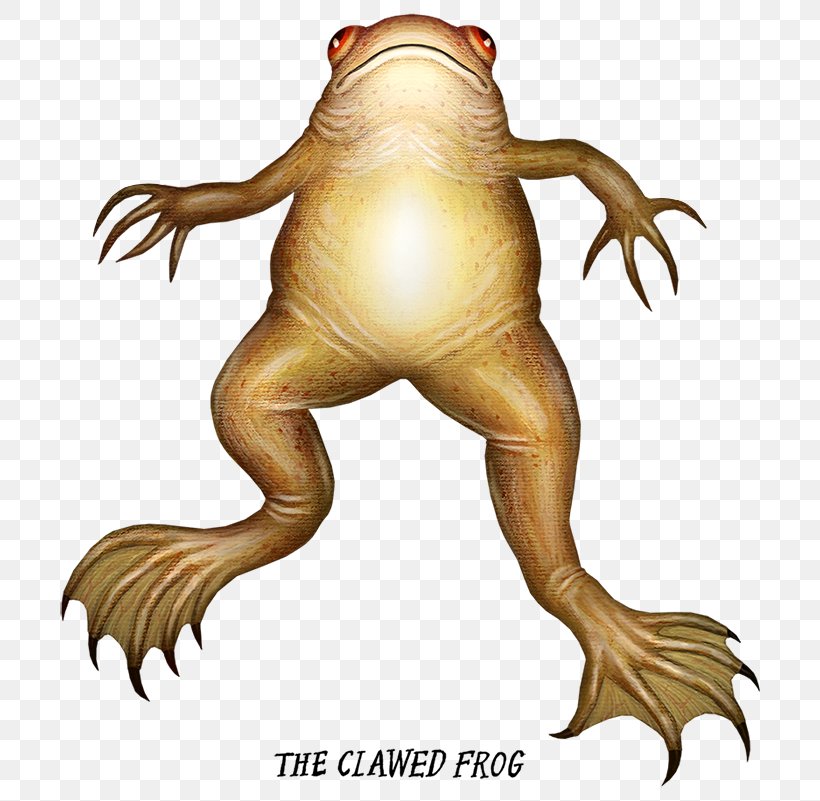 African Clawed Frog Toad Amphibians Illustration, PNG, 700x801px, Frog, African Clawed Frog, Amphibian, Amphibians, Art Download Free