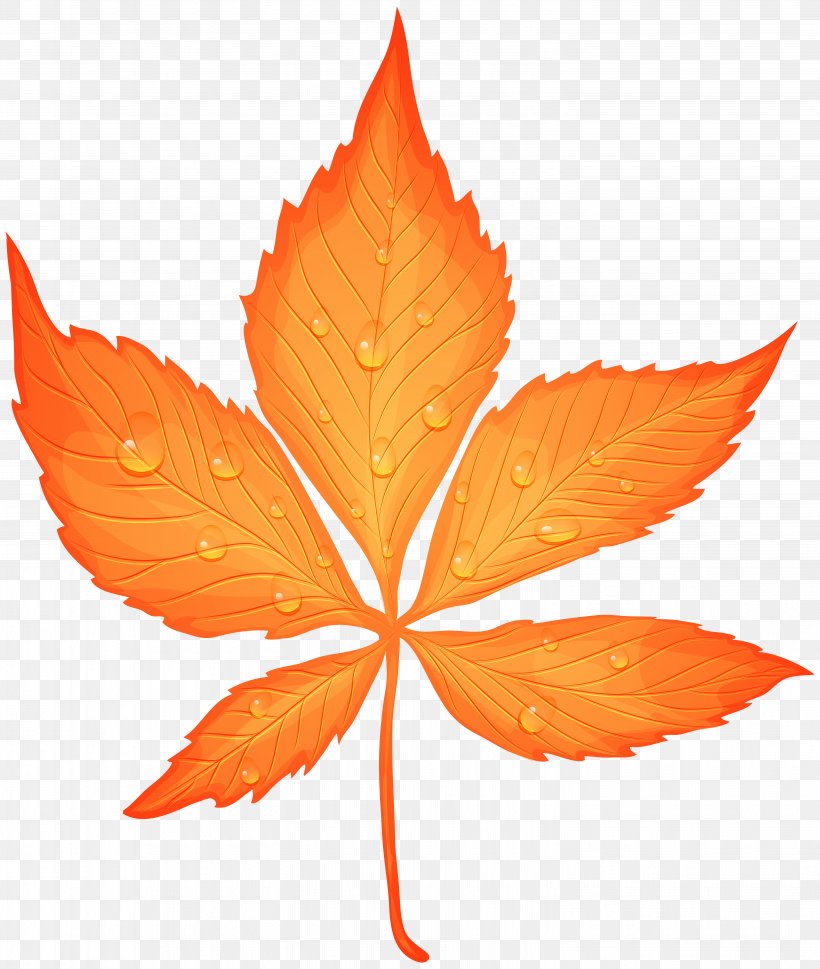 Autumn Leaf Color Yellow Clip Art, PNG, 5919x7000px, Autumn Leaf Color, Autumn, Color, Dew, Drop Download Free