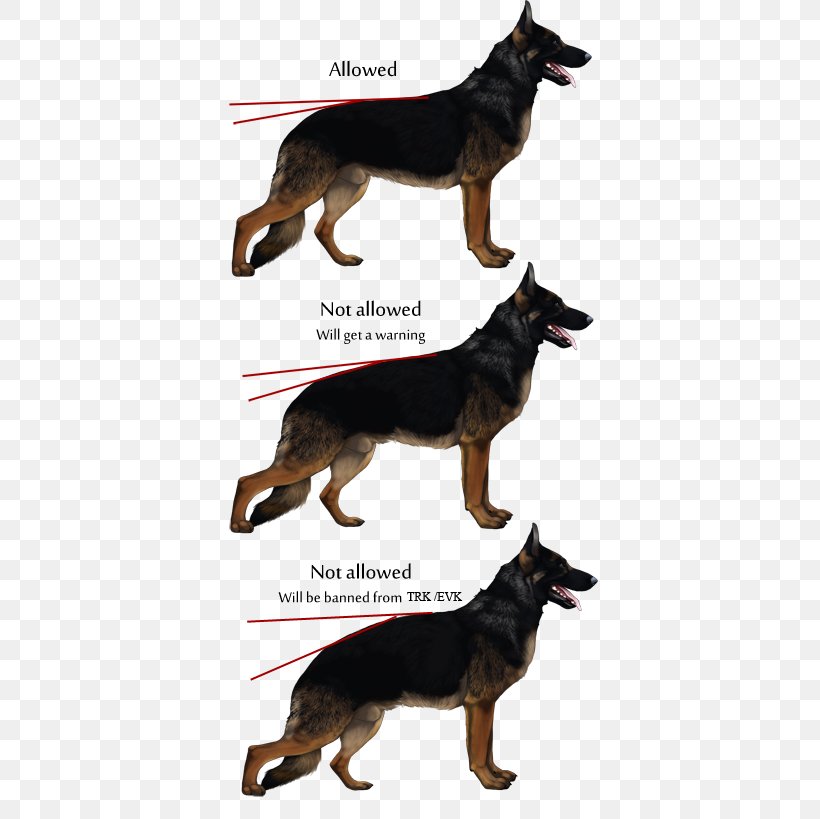 German Shepherd Kunming Wolfdog Collar Leather Dog Breed, PNG, 400x819px, German Shepherd, Breed, Carnivoran, Collar, Dog Download Free