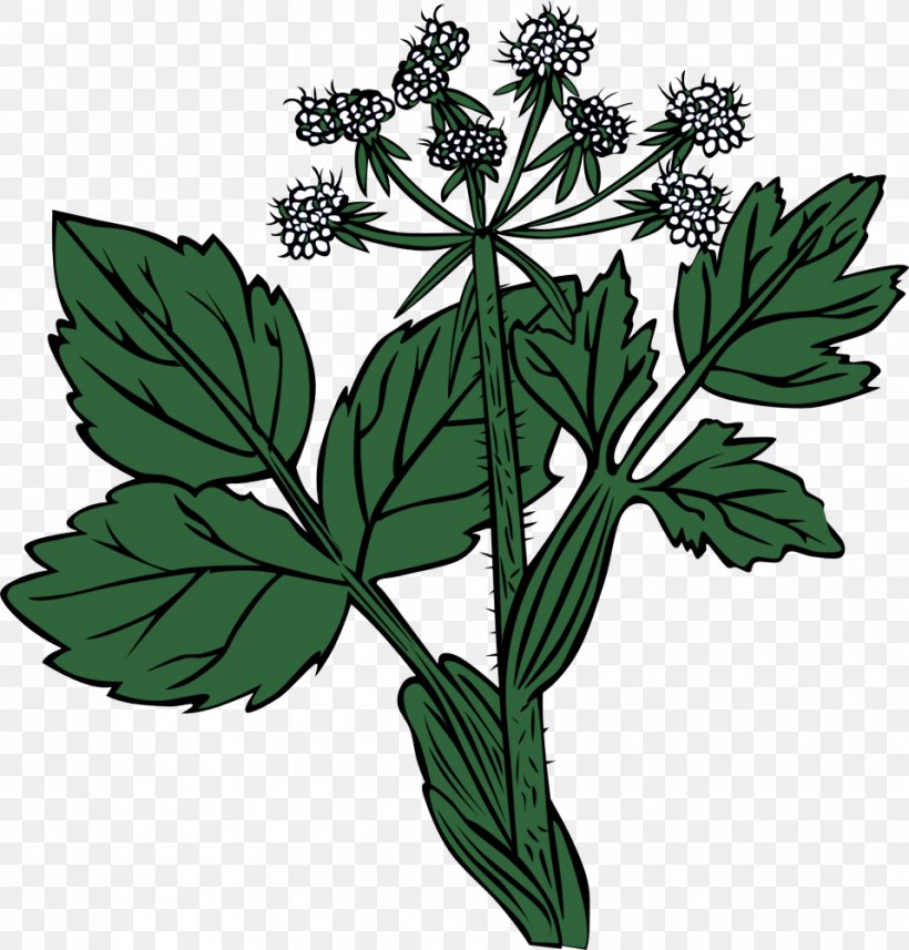 Parsley, PNG, 958x1002px, Flower, Great Masterwort, Herb, Herbal, Leaf Download Free