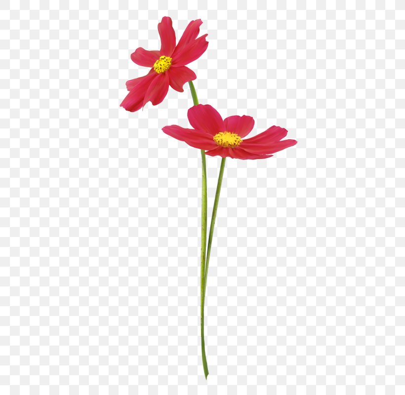 Petal Cut Flowers Floristry Plant Stem, PNG, 451x800px, Petal, Chrysanthemum, Cosmos, Cut Flowers, Daisy Family Download Free
