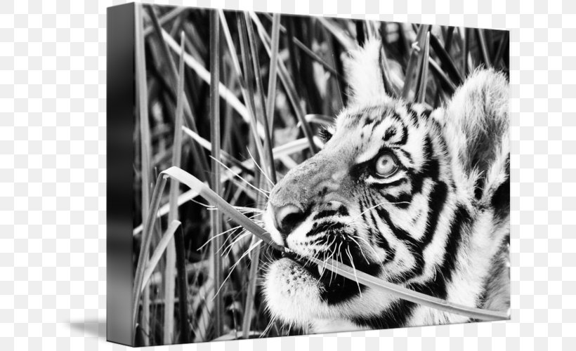 Tiger Whiskers Cat Photography Snout, PNG, 650x500px, Tiger, Big Cat, Big Cats, Black And White, Carnivoran Download Free
