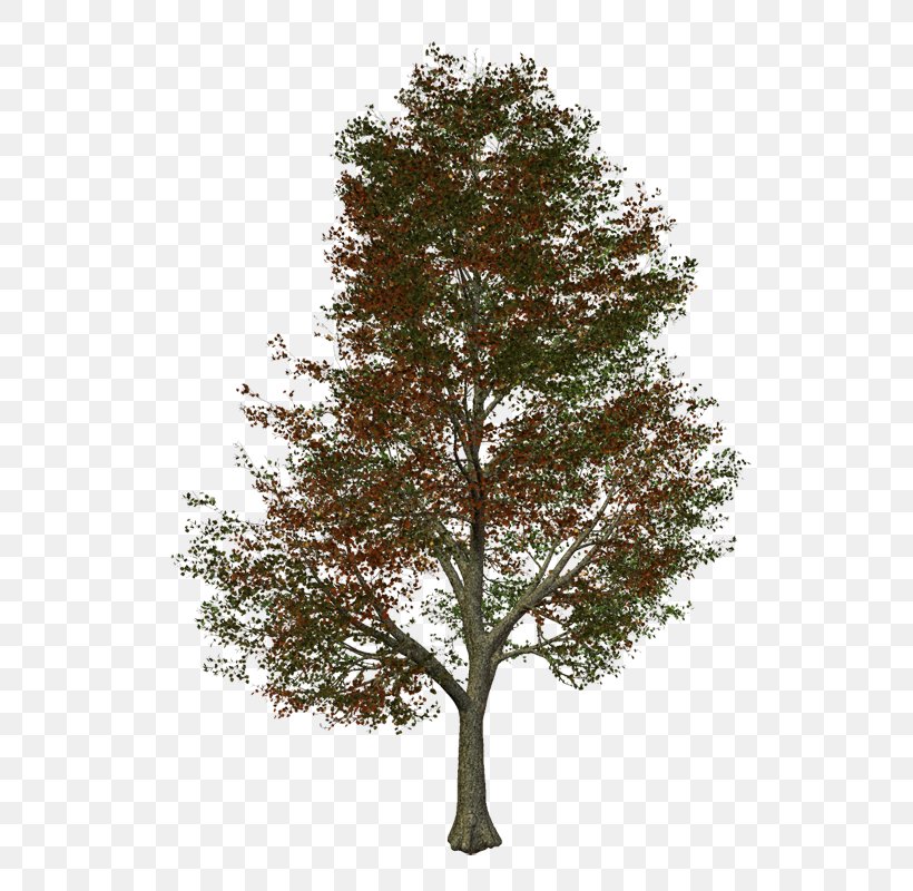 Tree Renewable Energy Bloom Energy Fuel Cells, PNG, 541x800px, Tree, American Larch, Bloom Energy, Branch, Deciduous Download Free