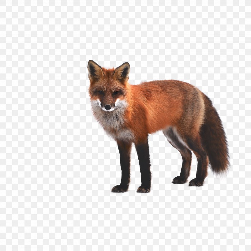 Arctic Fox Red Fox Wallpaper, PNG, 3000x3000px, Arctic Fox, Display Resolution, Drawing, Fauna, Fox Download Free