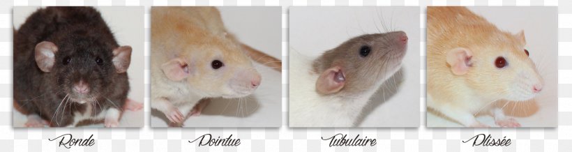 Brown Rat Laboratory Rat Cat Rat Terrier Fancy Rat, PNG, 1920x512px, Brown Rat, Agouti, Cat, Dumboratte, Ear Download Free