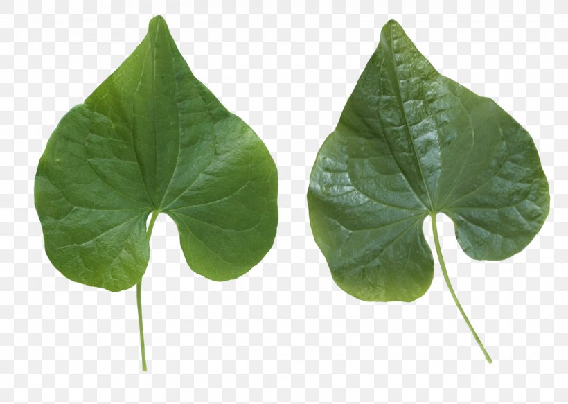 Leaf Image Resolution, PNG, 1600x1138px, Look At Leaves, Image Resolution, Leaf, Photosynthesis, Plant Download Free