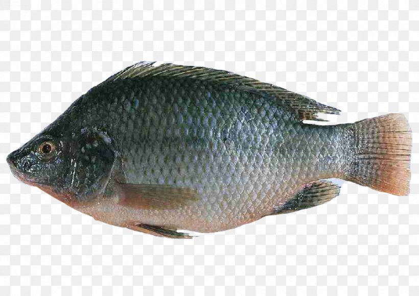 Nile Tilapia Fish Farming Oreochromis Urolepis Hornorum, PNG, 945x669px, Tilapia, Aquaculture, Barramundi, Bony Fish, Common Rudd Download Free