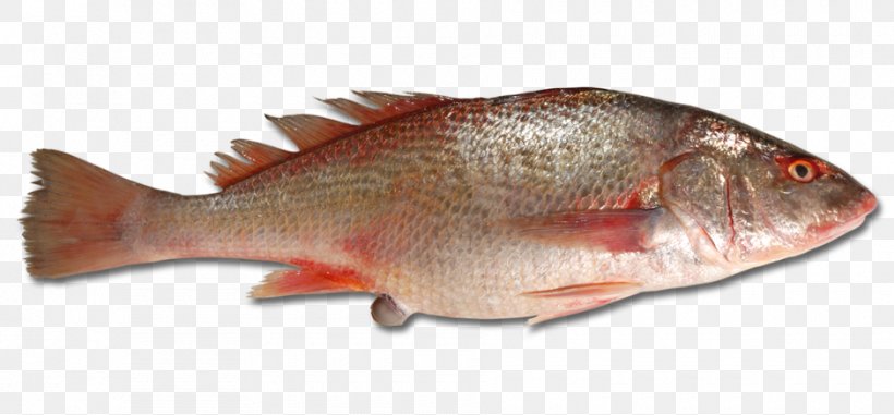 Northern Red Snapper Tilapia Barramundi Fish Products Red Seabream, PNG, 940x437px, Northern Red Snapper, Animal, Animal Figure, Animal Source Foods, Barramundi Download Free