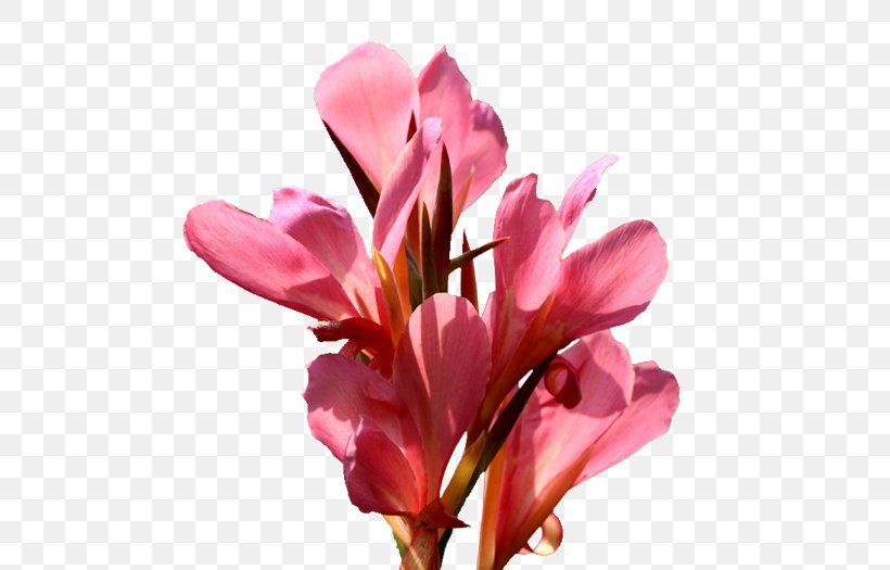 Canna Indica Flower Icon, PNG, 550x525px, Canna Indica, Blossom, Branch, Canna, Cut Flowers Download Free