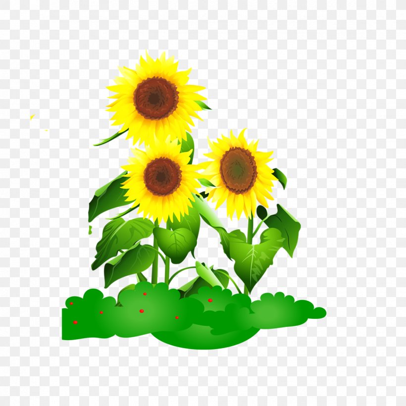 Common Sunflower Drawing Animation, PNG, 1276x1276px, Common Sunflower, Animation, Cartoon, Daisy Family, Dessin Animxe9 Download Free
