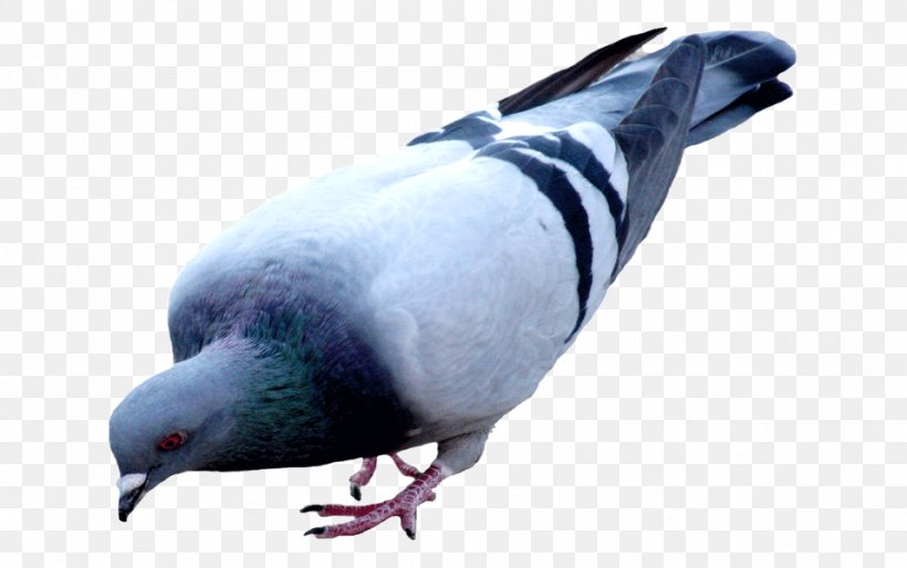 Homing Pigeon Bird Racing Homer Oriental Roller Fantail Pigeon, PNG, 957x600px, Homing Pigeon, Beak, Bird, Columbiformes, Domestic Pigeon Download Free