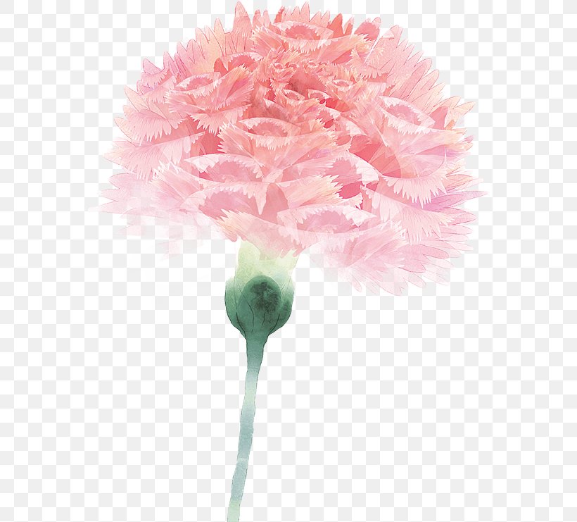 Carnation Flower Floral Design Image, PNG, 571x741px, Carnation, Color, Cut Flowers, Floral Design, Flower Download Free