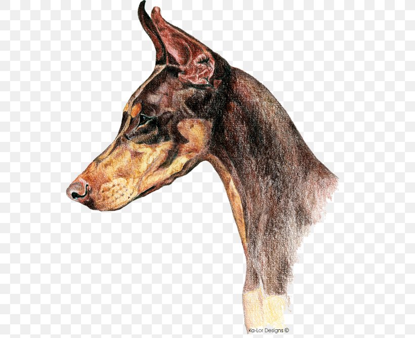 Dobermann Miniature Pinscher Drawing Cropping, PNG, 600x667px, Dobermann, American Kennel Club, Animal, Carnivoran, Christmas Greeting Card Download Free