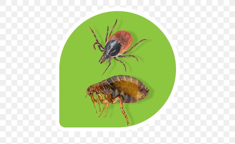 Lawn Insect Flea Pest Control, PNG, 504x504px, Lawn, Arthropod, Bee, Blog, Flea Download Free