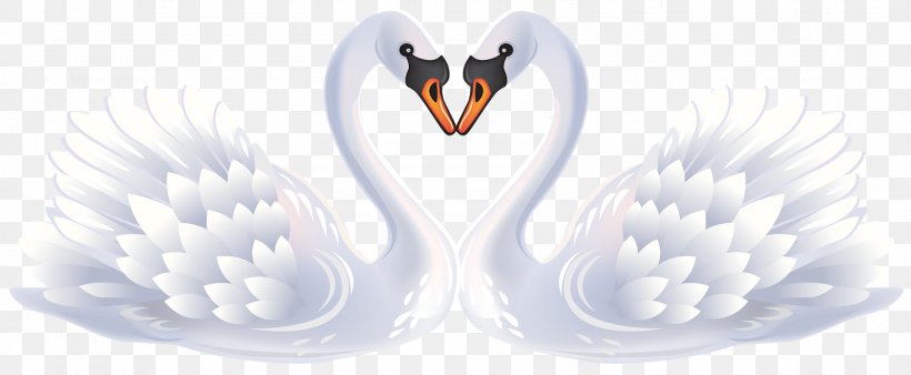 Mute Swan Clip Art Heart Duck Bird, PNG, 1600x661px, Mute Swan, Beak, Bird, Black Swan, Cygnini Download Free