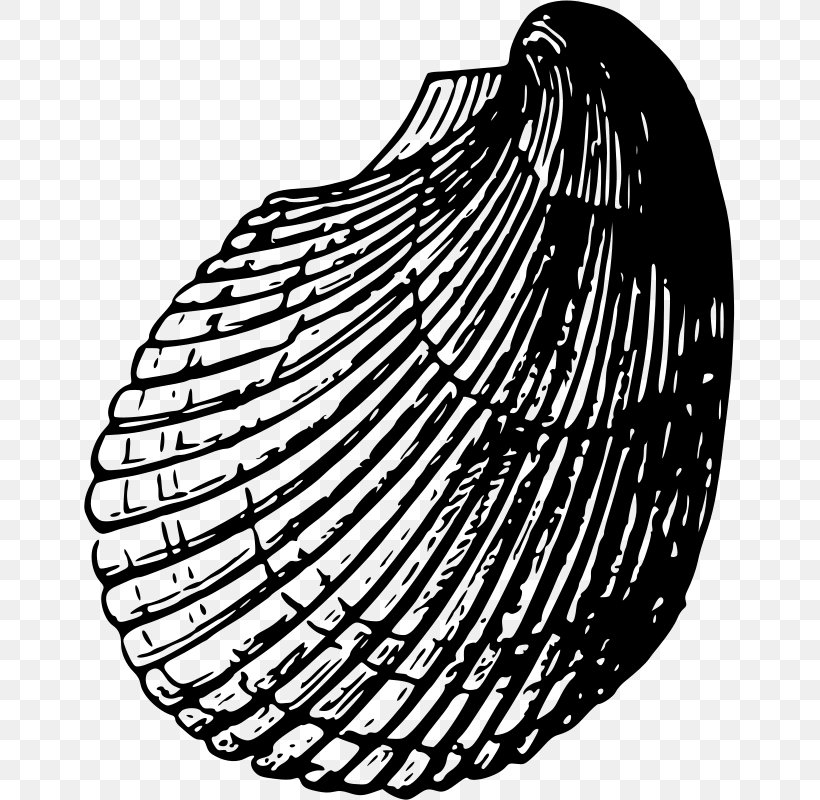 Seashell Clip Art, PNG, 651x800px, Seashell, Black And White, Color, Conch, Drawing Download Free