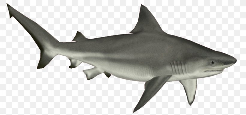 Bull Shark Cartilaginous Fishes Clip Art, PNG, 1024x480px, Shark, Animal Figure, Blue Shark, Bull Shark, Carcharhiniformes Download Free