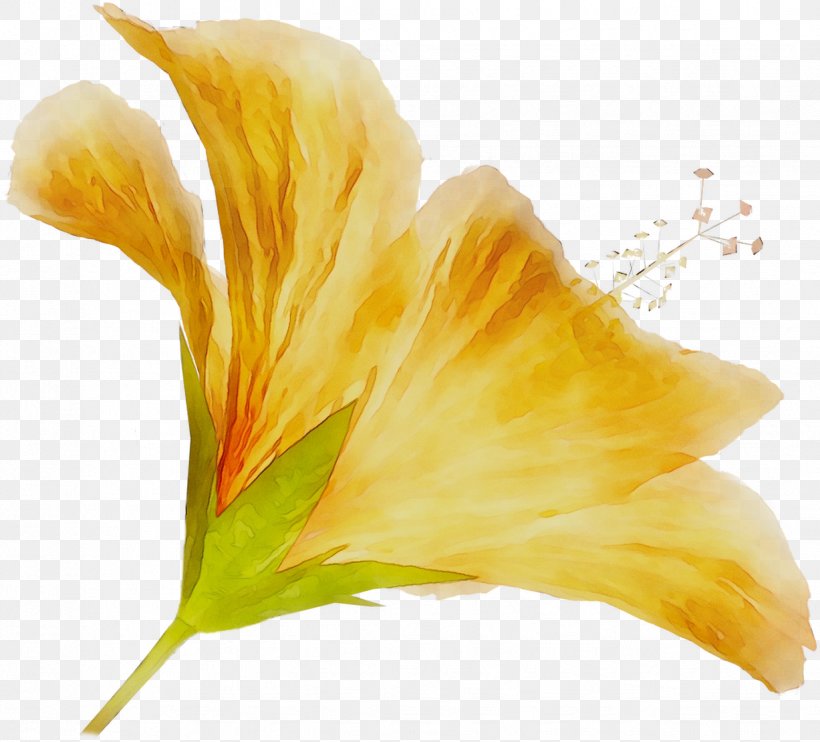 Canna Plant Stem World Wide Web Daylily Plants, PNG, 1227x1111px, Canna, Botany, Cannaceae, Daylily, Evening Primrose Download Free