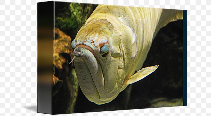 Fish Extraterrestrial Life Xenon Image Printing, PNG, 650x451px, Fish, Art, Bryophyllum Daigremontianum, Extraterrestrial Life, Fauna Download Free