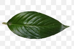 Details Click - Leaf 6 May Credit DeviantArt PNG