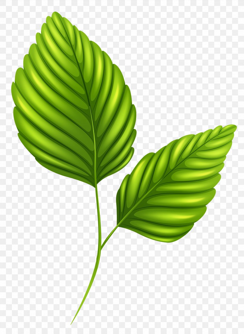 Leaf Desktop Wallpaper Clip Art, PNG, 3913x5347px, Leaf, Autumn Leaf Color, Green, Photography, Plant Download Free