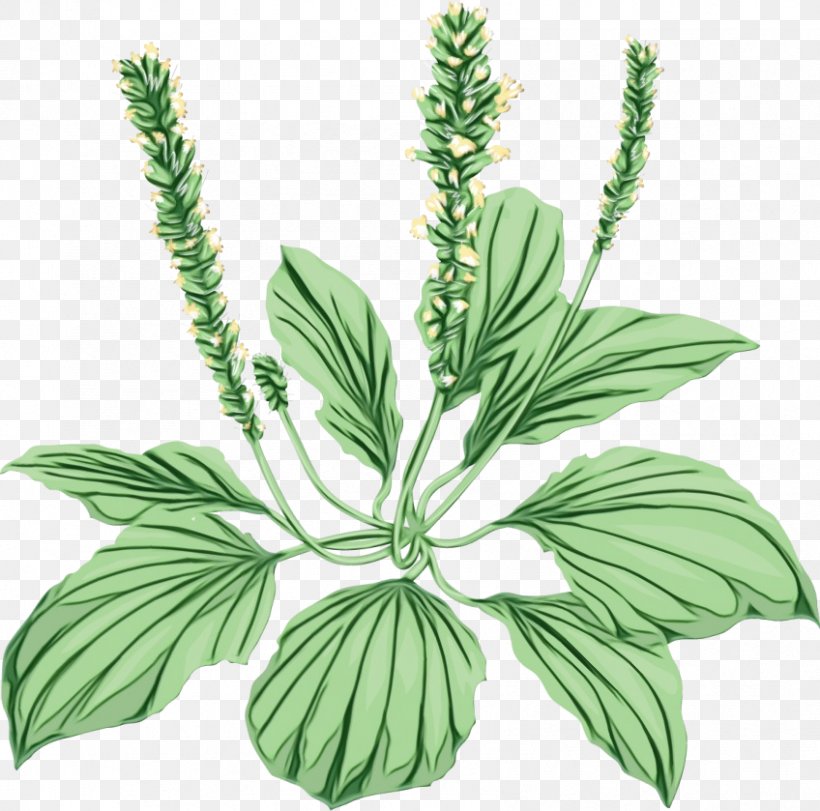 Plant Flower Leaf Flowering Plant Herb, PNG, 848x839px, Watercolor, Flower, Flowering Plant, Herb, Herbal Download Free