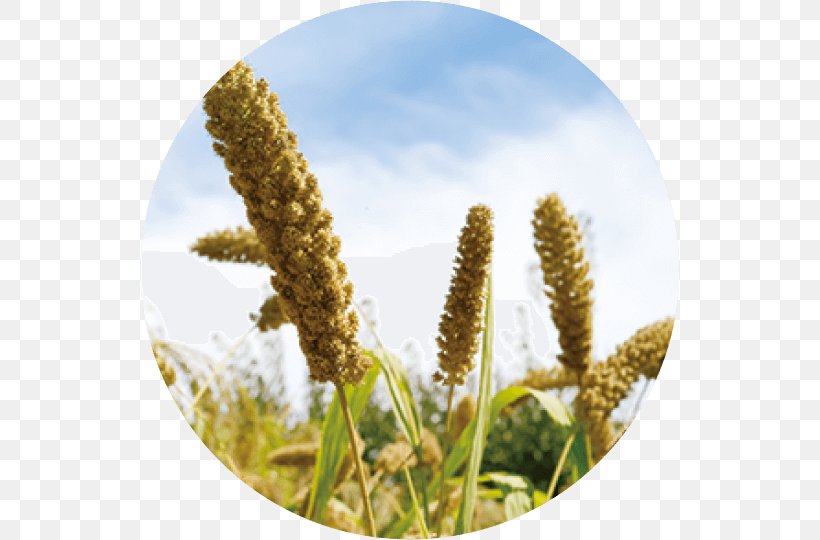 Tenki.jp Foxtail Millet Cereal Solar Term 七十二候, PNG, 540x540px, Foxtail Millet, Agriculture, Cereal, Chushu, Commodity Download Free