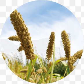 Rice - Tenki.jp Foxtail Millet Cereal Solar Term ä¸ƒåäºŒå€™ PNG