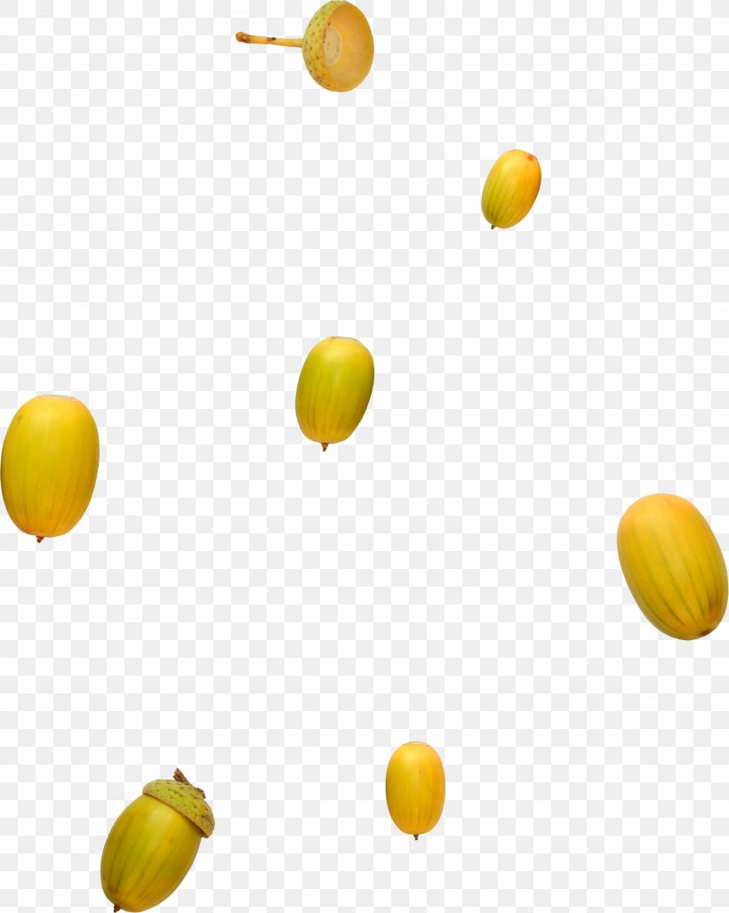 Acorn Oak Yellow, PNG, 2321x2907px, Acorn, Color, Commodity, Food, Fruit Download Free